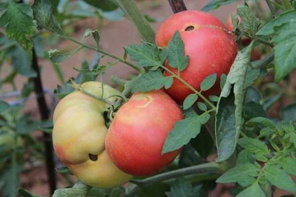 蔬菜哪里有毒(有毒的蔬菜有哪些)-第3张图片-厨房小当家 蔬菜哪里有毒(有毒的蔬菜有哪些)-第3张图片-厨房小当家
