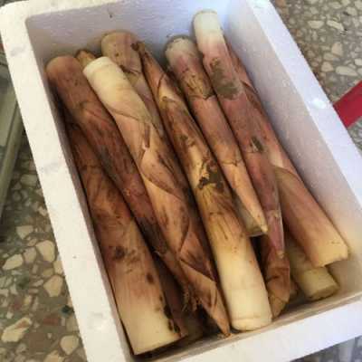 雷笋与竹笋哪个好吃,竹笋哪里好吃一点-第2张图片-厨房小当家 雷笋与竹笋哪个好吃,竹笋哪里好吃一点-第2张图片-厨房小当家