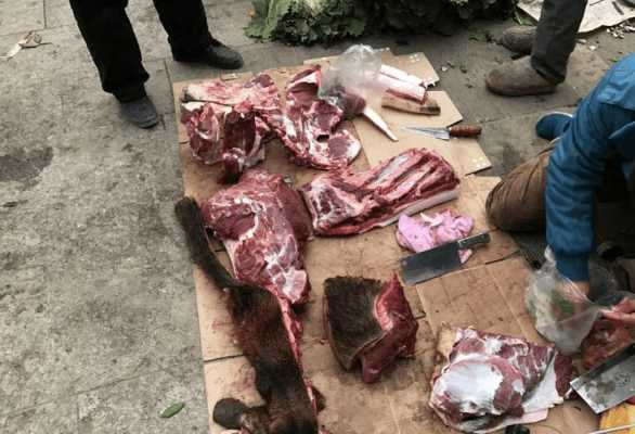 野猪肉怎么区分,野猪肉哪里有-第1张图片-厨房小当家