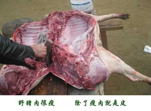 野猪肉怎么区分,野猪肉哪里有-第3张图片-厨房小当家
