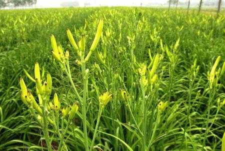 黄花哪里好(黄花产地哪里)-第2张图片-厨房小当家 黄花哪里好(黄花产地哪里)-第2张图片-厨房小当家