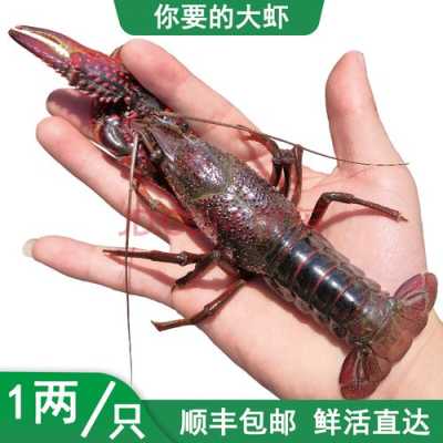 野生龙虾哪里(野生龙虾在什么地方有)-第1张图片-厨房小当家 野生龙虾哪里(野生龙虾在什么地方有)-第1张图片-厨房小当家
