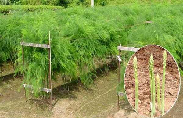 芦笋哪里最多(芦笋哪里最多种植)-第2张图片-厨房小当家 芦笋哪里最多(芦笋哪里最多种植)-第2张图片-厨房小当家