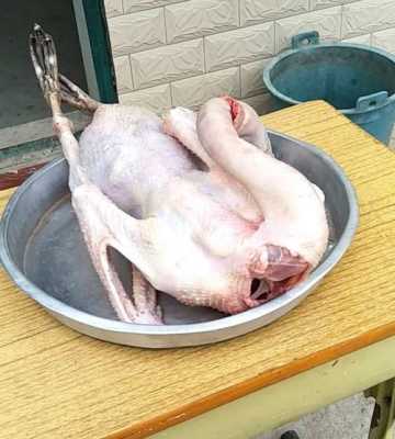 鹅肉吃哪里(什么动物吃鹅内脏)-第1张图片-厨房小当家 鹅肉吃哪里(什么动物吃鹅内脏)-第1张图片-厨房小当家