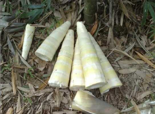 笋干哪里最多（哪里野生的小竹笋最多）-第3张图片-厨房小当家