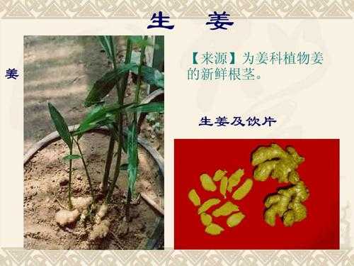 姜的起源与产地,生姜源于哪里的植物-第2张图片-厨房小当家 姜的起源与产地,生姜源于哪里的植物-第2张图片-厨房小当家