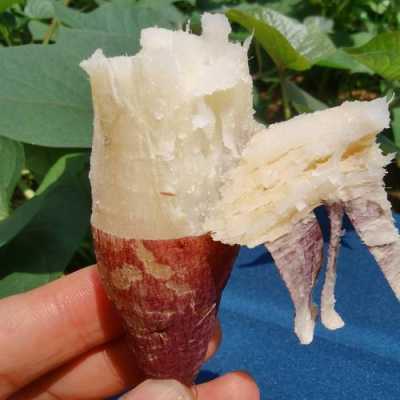 哪里白薯好吃(哪里白薯好吃又甜)-第1张图片-厨房小当家 哪里白薯好吃(哪里白薯好吃又甜)-第1张图片-厨房小当家