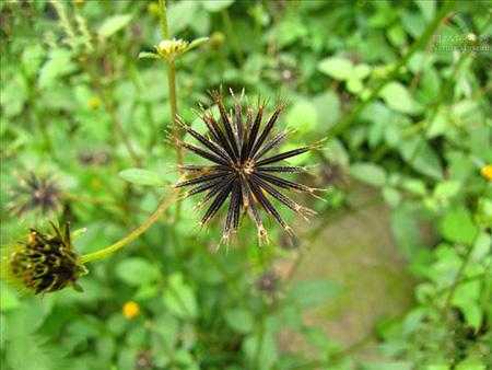 鬼针草吃哪里(鬼针草吃哪里最好)-第1张图片-厨房小当家 鬼针草吃哪里(鬼针草吃哪里最好)-第1张图片-厨房小当家