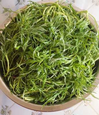 柳芽菜哪里(柳芽菜是什么菜)-第1张图片-厨房小当家 柳芽菜哪里(柳芽菜是什么菜)-第1张图片-厨房小当家