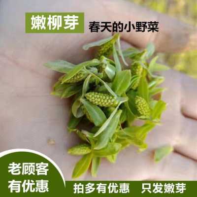 柳芽菜哪里(柳芽菜是什么菜)-第3张图片-厨房小当家 柳芽菜哪里(柳芽菜是什么菜)-第3张图片-厨房小当家