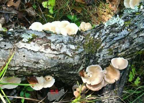 东北的野山老林有什么山珍野味,-第2张图片-厨房小当家 东北的野山老林有什么山珍野味,-第2张图片-厨房小当家