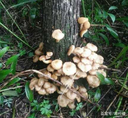 东北的野山老林有什么山珍野味,-第3张图片-厨房小当家 东北的野山老林有什么山珍野味,-第3张图片-厨房小当家