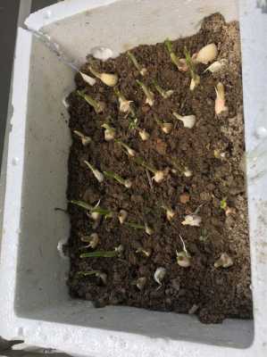 蒜苗怎么看嫩不嫩,蒜苗哪里最嫩-第2张图片-厨房小当家 蒜苗怎么看嫩不嫩,蒜苗哪里最嫩-第2张图片-厨房小当家