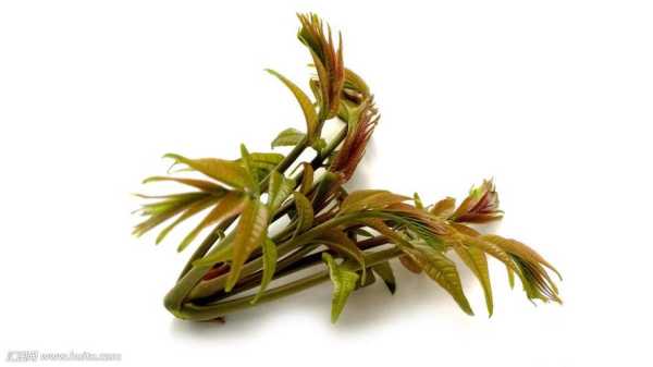 香椿来自哪里(香椿属于蔬菜吗)-第3张图片-厨房小当家 香椿来自哪里(香椿属于蔬菜吗)-第3张图片-厨房小当家