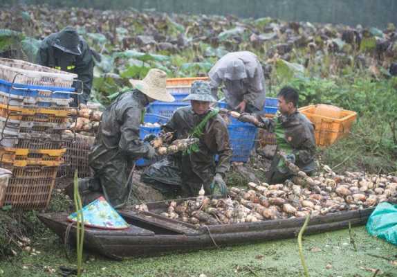 中国种植莲藕最多的地方是哪里,藕哪里比较多-第2张图片-厨房小当家 中国种植莲藕最多的地方是哪里,藕哪里比较多-第2张图片-厨房小当家