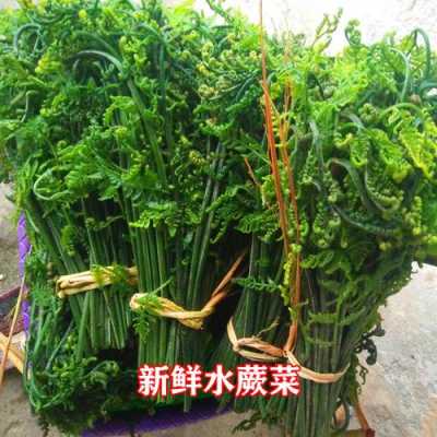 蕨菜出产哪里(蕨菜出产哪里最多)-第2张图片-厨房小当家 蕨菜出产哪里(蕨菜出产哪里最多)-第2张图片-厨房小当家