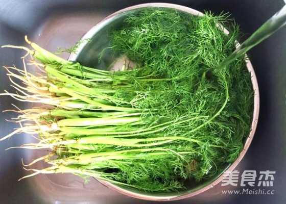茴香吃哪里（茴香吃哪个部位）-第3张图片-厨房小当家