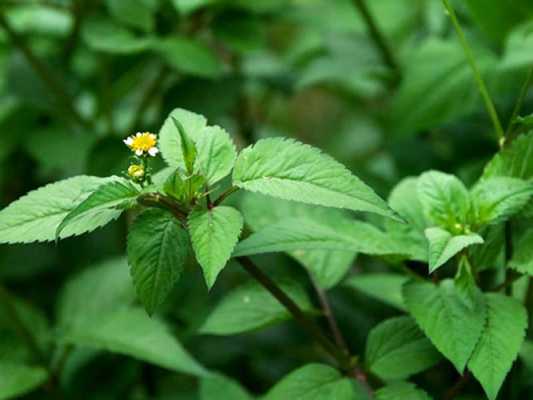 豆渣来自哪里（豆渣来自哪里的植物）-第1张图片-厨房小当家