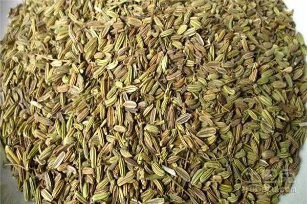 茴香籽哪里(小茴香哪个地方产的最好)-第1张图片-厨房小当家 茴香籽哪里(小茴香哪个地方产的最好)-第1张图片-厨房小当家