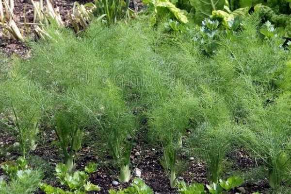 茴香籽哪里(小茴香哪个地方产的最好)-第3张图片-厨房小当家 茴香籽哪里(小茴香哪个地方产的最好)-第3张图片-厨房小当家