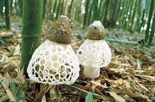 竹荪长哪里(竹荪生长在哪)-第2张图片-厨房小当家 竹荪长哪里(竹荪生长在哪)-第2张图片-厨房小当家