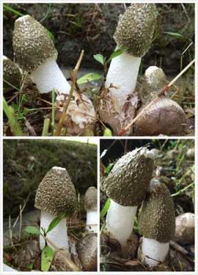 竹荪长哪里(竹荪生长在哪)-第3张图片-厨房小当家 竹荪长哪里(竹荪生长在哪)-第3张图片-厨房小当家