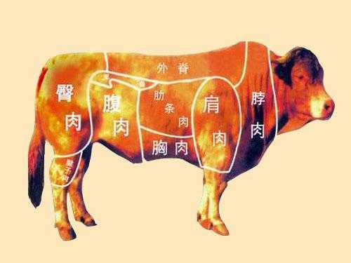 牛肋是什么地方,肋条在哪儿-第1张图片-厨房小当家