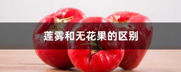 莲雾底部是哪里(莲雾与无花果有何区别)-第3张图片-厨房小当家 莲雾底部是哪里(莲雾与无花果有何区别)-第3张图片-厨房小当家
