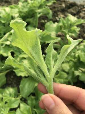 和冰菜很像的一个菜,冰冰菜是什么菜-第1张图片-厨房小当家