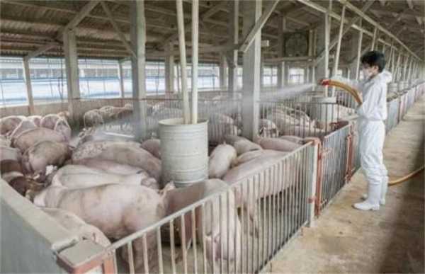 上海牧坊食品有限公司怎么样(什么是生态养猪,生态猪主要喂养的是什么饲料)-第2张图片-厨房小当家 上海牧坊食品有限公司怎么样(什么是生态养猪,生态猪主要喂养的是什么饲料)-第2张图片-厨房小当家