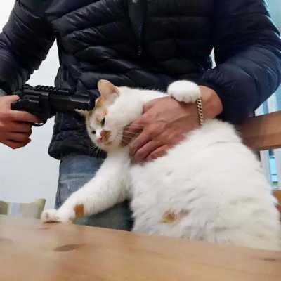 猫咪打哪里没事(猫咪打哪里没事就是不叫)-第1张图片-厨房小当家 猫咪打哪里没事(猫咪打哪里没事就是不叫)-第1张图片-厨房小当家