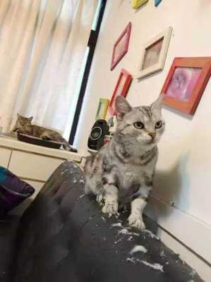猫咪打哪里没事(猫咪打哪里没事就是不叫)-第3张图片-厨房小当家 猫咪打哪里没事(猫咪打哪里没事就是不叫)-第3张图片-厨房小当家