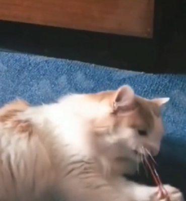 猫咪打哪里没事(猫咪打哪里没事就是不叫)-第2张图片-厨房小当家 猫咪打哪里没事(猫咪打哪里没事就是不叫)-第2张图片-厨房小当家