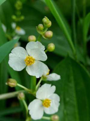 芜湖哪里可以买到八宝菜,哪里能买到茨菰子-第3张图片-厨房小当家 芜湖哪里可以买到八宝菜,哪里能买到茨菰子-第3张图片-厨房小当家