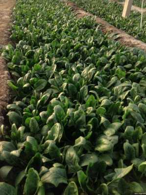 夏天菠菜产自哪里(7月份有菠菜吗)-第1张图片-厨房小当家 夏天菠菜产自哪里(7月份有菠菜吗)-第1张图片-厨房小当家