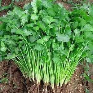 大香菜哪里有(山东的香菜为什么那么大颗)-第2张图片-厨房小当家 大香菜哪里有(山东的香菜为什么那么大颗)-第2张图片-厨房小当家
