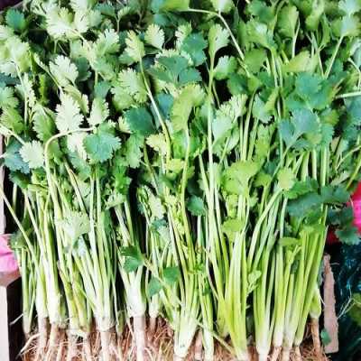 大香菜哪里有(山东的香菜为什么那么大颗)-第1张图片-厨房小当家 大香菜哪里有(山东的香菜为什么那么大颗)-第1张图片-厨房小当家