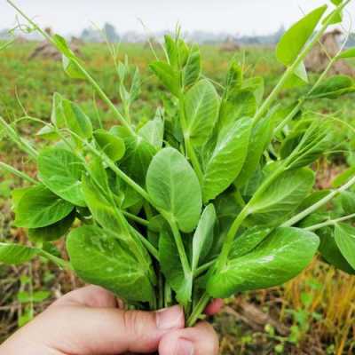 豌豆尖要去哪里(豌豆尖在浙江叫什么)-第1张图片-厨房小当家 豌豆尖要去哪里(豌豆尖在浙江叫什么)-第1张图片-厨房小当家