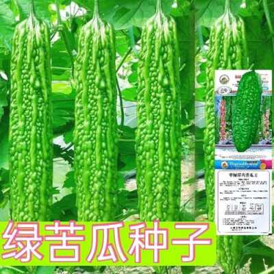 苦瓜是哪里的(苦瓜育苗方法和时间)-第3张图片-厨房小当家 苦瓜是哪里的(苦瓜育苗方法和时间)-第3张图片-厨房小当家