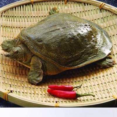 鳖哪里最营养(玉田甲鱼哪里最好)-第1张图片-厨房小当家 鳖哪里最营养(玉田甲鱼哪里最好)-第1张图片-厨房小当家