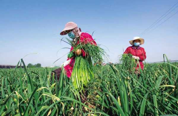 哪里需要蒜苔(哪里需要蒜苔种植)-第2张图片-厨房小当家 哪里需要蒜苔(哪里需要蒜苔种植)-第2张图片-厨房小当家