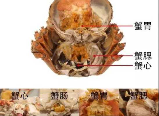 蟹相在哪里(蟹鳃是哪个部位)-第3张图片-厨房小当家 蟹相在哪里(蟹鳃是哪个部位)-第3张图片-厨房小当家