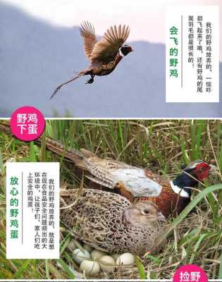野野鸡蛋贵不,野鸡蛋在哪里找-第3张图片-厨房小当家 野野鸡蛋贵不,野鸡蛋在哪里找-第3张图片-厨房小当家