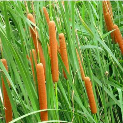 香蒲图片哪里能吃（香蒲草图片）-第1张图片-厨房小当家