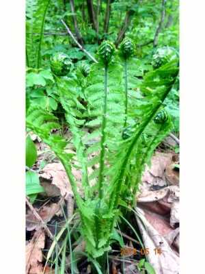 荚果蕨哪里能吃(荚果蕨能长多高)-第2张图片-厨房小当家 荚果蕨哪里能吃(荚果蕨能长多高)-第2张图片-厨房小当家