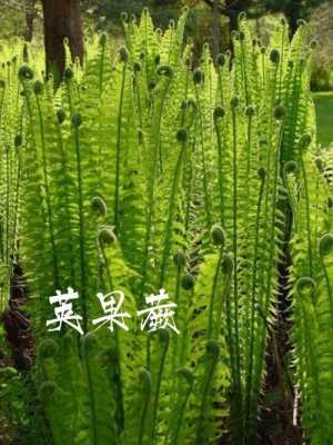 荚果蕨哪里能吃(荚果蕨能长多高)-第1张图片-厨房小当家 荚果蕨哪里能吃(荚果蕨能长多高)-第1张图片-厨房小当家