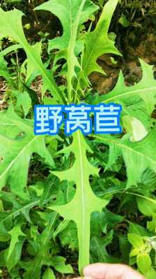 莴笋怎么哪里能吃(野莴苣最好的食用方法)-第1张图片-厨房小当家 莴笋怎么哪里能吃(野莴苣最好的食用方法)-第1张图片-厨房小当家