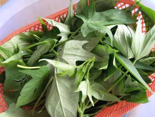 番薯叶梗是哪里(番薯叶梗的功效与作用)-第2张图片-厨房小当家 番薯叶梗是哪里(番薯叶梗的功效与作用)-第2张图片-厨房小当家