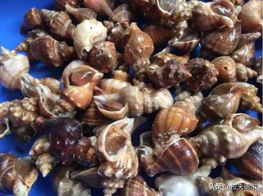 贝壳哪里可以养殖(贝壳哪里可以养殖呢)-第3张图片-厨房小当家 贝壳哪里可以养殖(贝壳哪里可以养殖呢)-第3张图片-厨房小当家