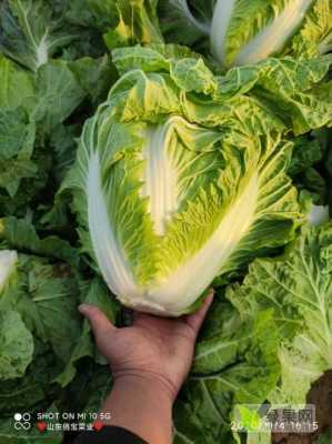 山东哪里的 白菜(山东哪里的白菜最好)-第3张图片-厨房小当家 山东哪里的 白菜(山东哪里的白菜最好)-第3张图片-厨房小当家